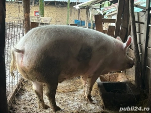 vând porc! - imagine 5