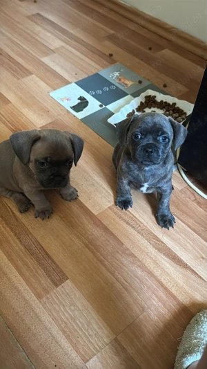 Bulldog francez fără pedigree - imagine 2