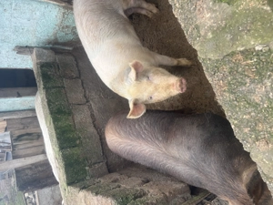 Porci de vanzare an jur de 130 kg și 190 kg rasa duroc