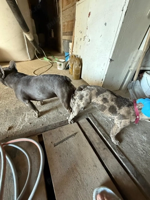 Bulldog francez fără pedigree - imagine 5