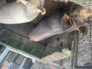 Porci de vanzare an jur de 130 kg și 190 kg rasa duroc - imagine 2