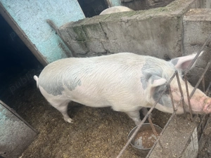 Porci de vanzare an jur de 130 kg și 190 kg rasa duroc - imagine 4