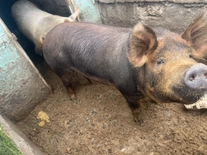 Porci de vanzare an jur de 130 kg și 190 kg rasa duroc - imagine 3