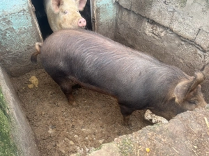 Porci de vanzare an jur de 130 kg și 190 kg rasa duroc - imagine 5