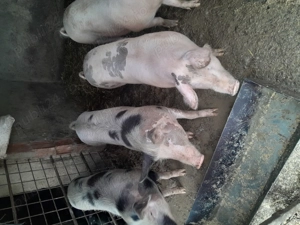 Porci de vanzare  la 14 lei pe kg 