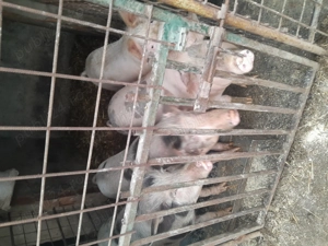 Porci de vanzare  la 14 lei pe kg  - imagine 2