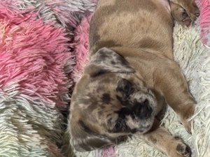 Bulldog francez fără pedigree - imagine 3