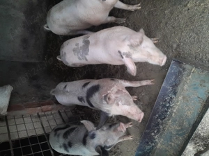 Porci de vanzare  la 14 lei pe kg  - imagine 3