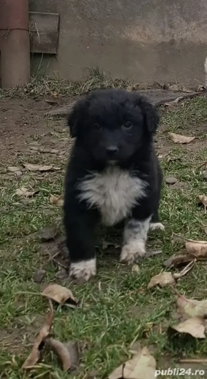 Catei metis in varsta de 6 saptamani,deparazitati.