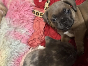 Bulldog francez fără pedigree - imagine 4