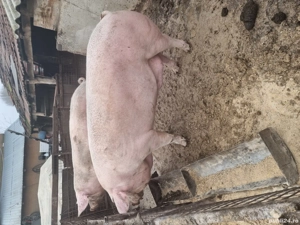 Vând porc  - imagine 3