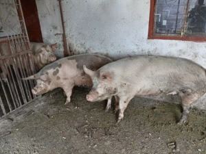 Vând porc 1 an 130kg - imagine 2