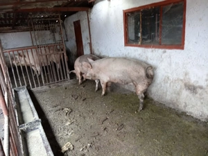 Vând porc 1 an 130kg - imagine 3
