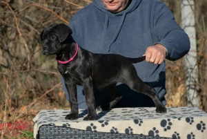 Pui de Cane Corso de vânzare