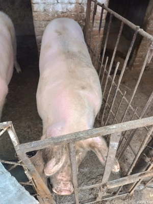 Porc de vânzare 