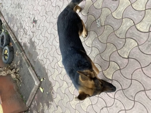 Ciobănesc german 6 luni - imagine 2