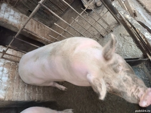 Porc de vânzare  - imagine 3