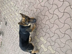 Ciobănesc german 6 luni - imagine 4