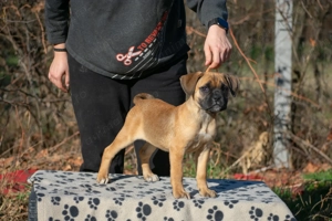 Pui de Cane Corso de vânzare - imagine 3