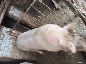 Porc de vânzare  - imagine 2