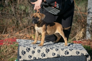 Pui de Cane Corso de vânzare - imagine 4