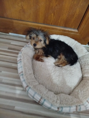 Vind cățel Yorkshire terrier de 13 săptămâni vaccinat deparazitat frumos cuminte jucăuș .își caăsuț. - imagine 2