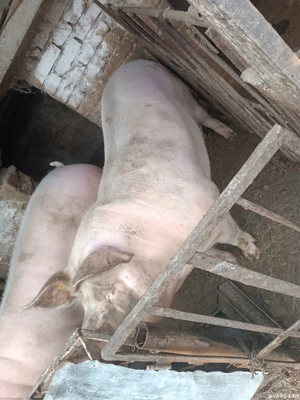 Porc de vânzare  - imagine 5