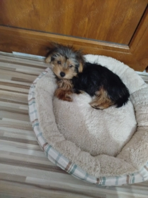 Vind cățel Yorkshire terrier de 13 săptămâni vaccinat deparazitat frumos cuminte jucăuș .își caăsuț. - imagine 3