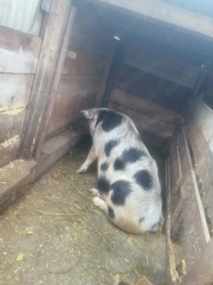 Scroafa de vânzare , Șerbesti(Ciortești ) - imagine 2