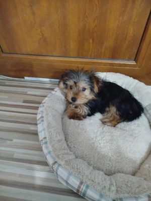 Vind cățel Yorkshire terrier de 13 săptămâni vaccinat deparazitat frumos cuminte jucăuș .își caăsuț. - imagine 4