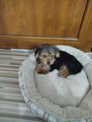 Vind cățel Yorkshire terrier de 13 săptămâni vaccinat deparazitat frumos cuminte jucăuș .își caăsuț. - imagine 5