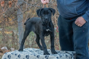 Cane Corso Femela 5 luni cu Pedigree