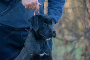 Cane Corso Femela 5 luni cu Pedigree - imagine 3