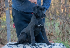 Cane Corso Femela 5 luni cu Pedigree - imagine 2