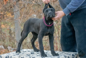 Cane Corso Femela Rosé 5 luni cu Pedigree