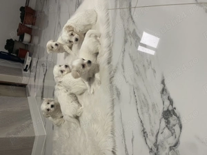 Bichon maltez pui  - imagine 5