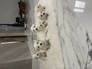 Bichon maltez pui  - imagine 2