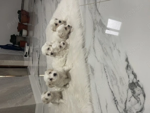 Bichon maltez pui  - imagine 4