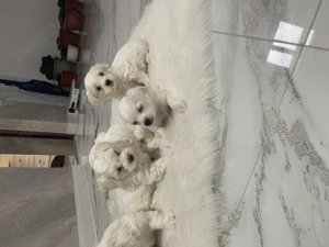 Bichon maltez pui  - imagine 3