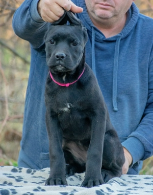 Cane Corso Femela Rosé 5 luni cu Pedigree - imagine 3
