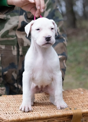 Dog Argentinian Femela 7 săptămâni cu Pedigree