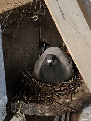 pereche porumbei voiajori german de frumusețe  - imagine 2