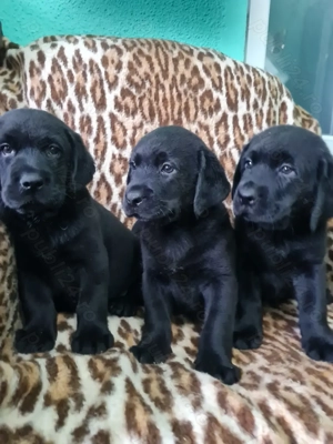 Labrador Retriever Negru Puiuti Masculi 