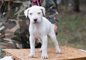 Dog Argentinian Femela 7 săptămâni cu Pedigree - imagine 2