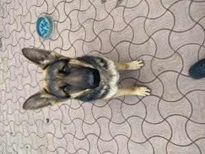 Ciobănesc german 6 luni - imagine 7