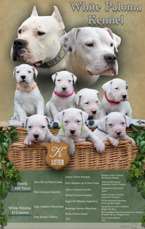 Dog Argentinian Femela 7 săptămâni cu Pedigree - imagine 5