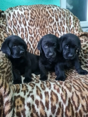 Labrador Retriever Negru Puiuti Masculi  - imagine 3