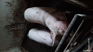 Soldani de vanzare  - imagine 3