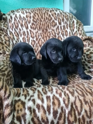 Labrador Retriever Negru Puiuti Masculi  - imagine 2