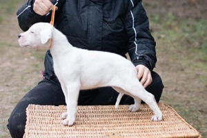 Dog Argentinian Femela 7 săptămâni cu Pedigree - imagine 3